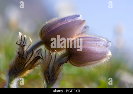 La molla "Pasque Flower (Pulsatilla vernalis), il Parco Nazionale del Gran Paradiso, Valle d'Aosta, Italia, Europa Foto Stock