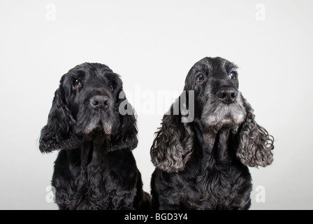 Spaniel nero Foto Stock