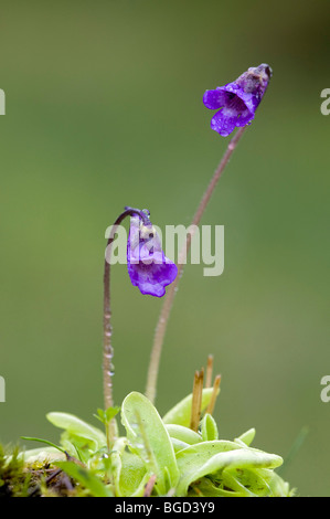 Comune (butterwort Pinguicula vulgaris), Pillberg, Tirolo, Austria, Europa Foto Stock