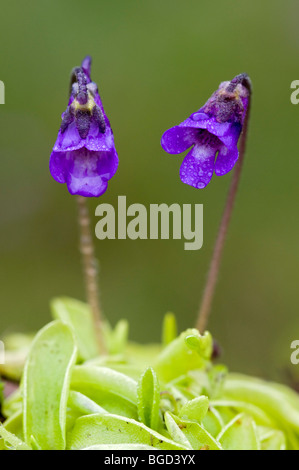 Comune (butterwort Pinguicula vulgaris), Pillberg, Tirolo, Austria, Europa Foto Stock