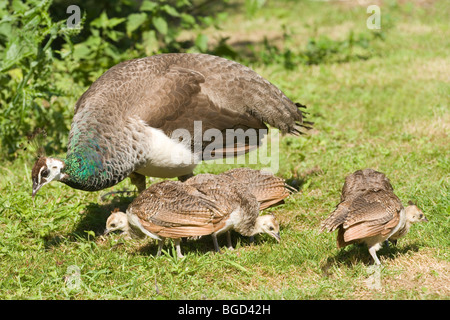 Comune, Indiano o Peafowl blu (Pavo cristata). Peahen, o femmina e peachicks. Tre settimane di età. Genitore Single. Foto Stock