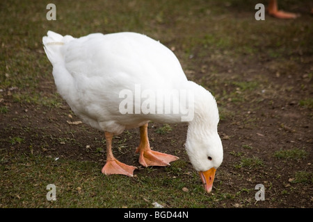 Oca domestica (Anser anser domesticus o Anser cygnoides) Semi di prelievo in corrispondenza di una azienda agricola biologica Foto Stock