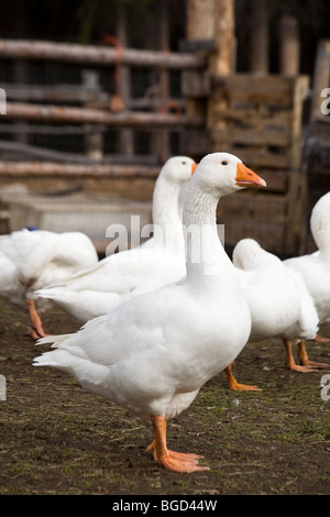 Oche domestiche (Anser anser domesticus o Anser cygnoides) presso un'azienda agricola biologica Foto Stock