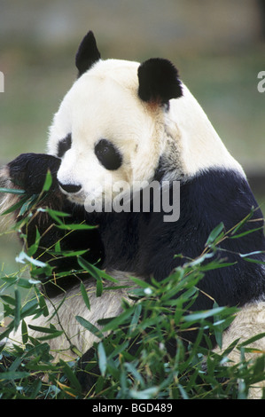 Panda gigante, (Ailuropoda melanoleuca), mangiare il bambù, nativo di centrali e occidentali della Cina. CAPTIVE Foto Stock