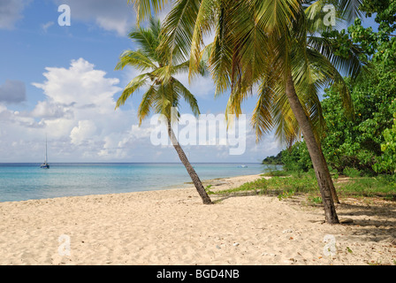 Spratto Spiaggia Hall, St. Croix island, West Coast, U.S. Isole Vergini degli Stati Uniti Foto Stock