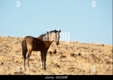 Baby Wild Horse colt Equus caballus ferus Nevada Foto Stock