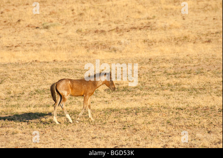 Baby Wild Horse colt Equus caballus ferus Nevada Foto Stock