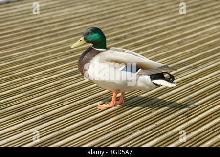 Mallard Duck (Anas platyrhynchos). Maschio o drake in allevamento piumaggio, permanente sulla duckboards o decking. Foto Stock