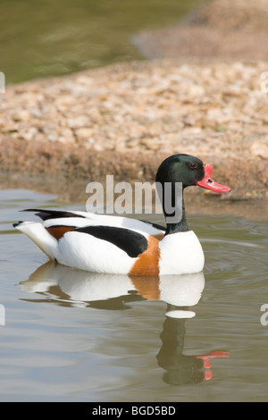 Shelduck comune (Tadorna tadorna). Maschio o Volpoca. Foto Stock