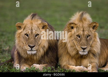 Fratelli di Leone Foto Stock