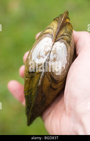Swan cozza (Anodonta cygnea). Mostrante la cerniera di molluschi, tenuto in una mano. Foto Stock