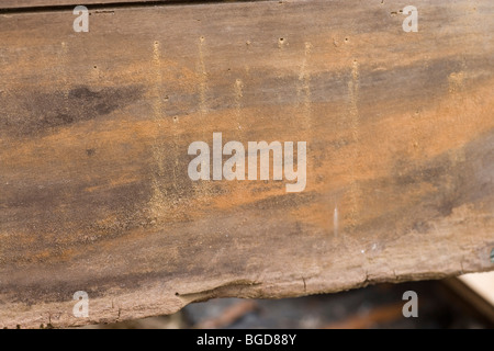Il Tarlo (Anobium punctatum). 'Dovere' o 'frass' fatta da larve di coleotteri e fori in legno da cui emergono. Foto Stock