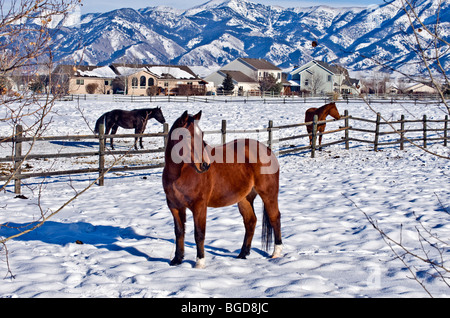 Tre cavalli stand in un nevoso pascolo invernale a Bozeman, Montana Foto Stock