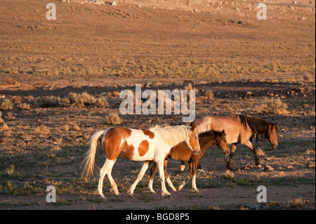 Cavalli selvaggi di Equus ferus caballus Nevada Foto Stock