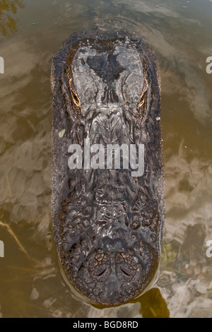 American Alligator Alligator mississippiensis Big Cypress National Preserve Florida Foto Stock