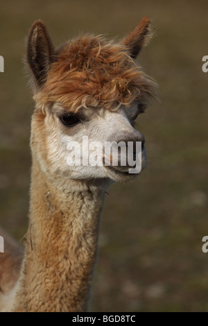 Alpaca (Lama pacos) - New York - USA - Un addomesticati Sud Americano di mammiferi ungulati correlata alla llama Foto Stock
