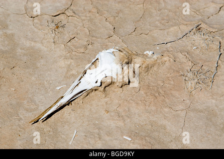 Un uccello cranio nel fango al Salton Sea in California Foto Stock