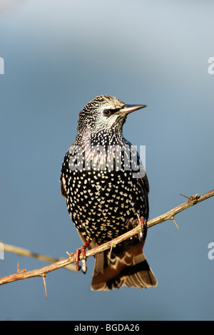 Starling (Sturnus vulagris) in inverno piumaggio mostra le macchie e le piume iridescenti mentre appollaiato Foto Stock