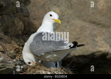 Kittiwake (Rissa tridactyla) coppia. Femmine tendenti nido. Sulla scogliera a sud di Seahouses, Northumberland, Regno Unito. Maggio. Foto Stock