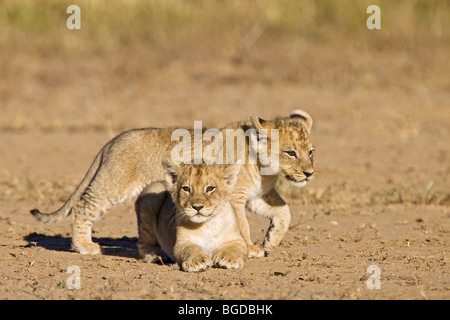 I cuccioli di leone, cubs (Panthera leo), Kgalagadi transfrontaliera Parco Nazionale, Gemsbok National Park, Sud Africa, Botswana, Africa Foto Stock