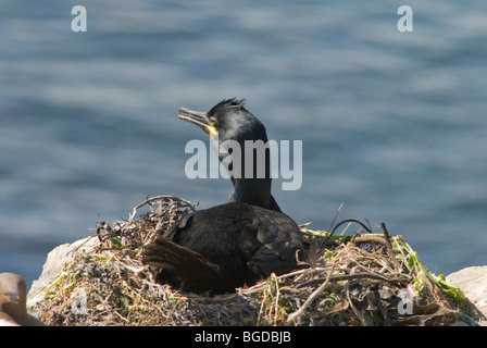 Isole farne, Northumberland, Regno Unito. Maggio. Isola di fiocco. Il marangone dal ciuffo (phalacrocorax aristotelis) sul nido. Foto Stock