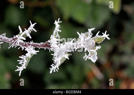 Inverno smerigliati ivy. Foto Stock