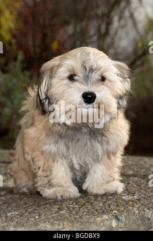 Havanese cucciolo maschio, 16 settimane Foto Stock