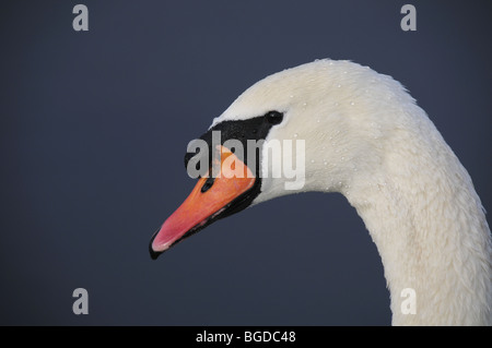 Adulto cigno Cygnus olor Foto Stock