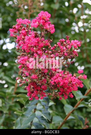 Mirto di crespo, Crapemyrtle, crepe di mirto o Crepeflower, Lagerstroemia indica 'Tuscarora', Lythraceae. Originaria della Cina. Foto Stock