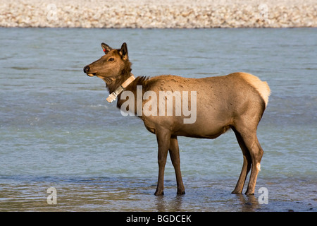 Una femmina di radio collare tagged Elk nel fiume al di fuori di Jasper, Alberta, Canada Foto Stock