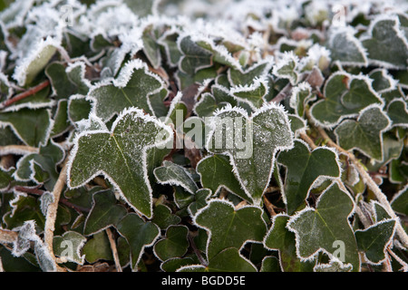 Il rivestimento della trasformata per forte gradiente brina sulla pianta di edera in un freddo gelido inverno mattina in Irlanda Foto Stock