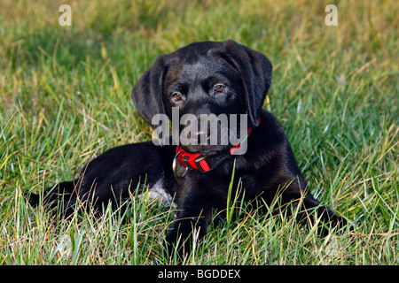 Nero Labrador Retriever cucciolo, dieci settimane, maschio Foto Stock