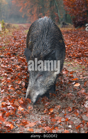 Il cinghiale (Sus scrofa) foraggio per il cibo sul suolo della foresta Foto Stock