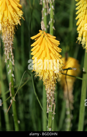 Torch Lily o Red Hot Poker, Kniphofia 'Brimstone', Asphodelaceae, Sud Africa Foto Stock