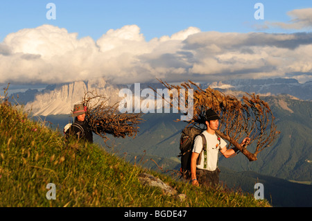 Giovani uomini portando il legno per i Herz-Jesu-Feuer, Sacro Cuore fire, Bressanone, Alto Adige, Italia, Europa Foto Stock