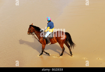 Un cavallo Cavaliere corse su un cavallo marrone su una spiaggia del regno unito nel bellissimo sole dorato. Foto di Matt Kirwan Foto Stock
