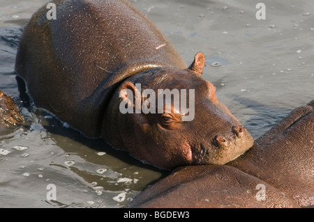 Ippopotamo Hippopotamus amphibius baby accanto alla madre Foto Stock