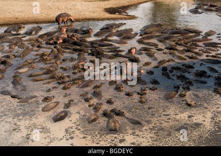 Ippopotamo Hippopotamus amphibius negli spazi sguazzi come livelli di acqua retrocedere nella stagione secca. Foto Stock