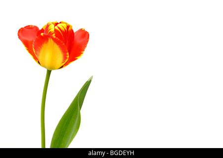 Tulip (Tulipa), rosso, giallo Foto Stock