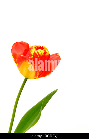 Tulip (Tulipa), rosso, giallo Foto Stock