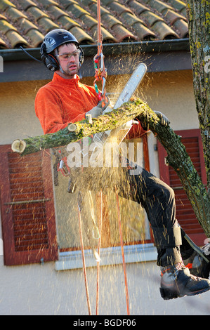 Un albero chirurgo lavora ad alta in un albero giardino con una casa in background Foto Stock