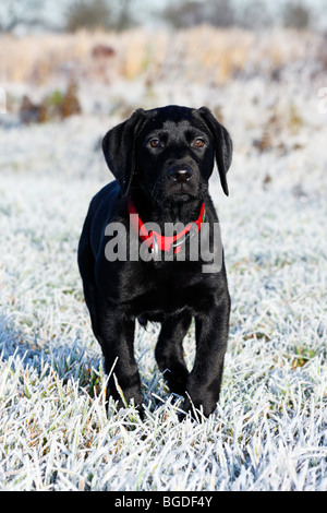 Giovane nero Labrador Retriever cane nella trasformata per forte gradiente coperto di brina prato, cucciolo, PUP, maschio, 12 settimane, cane domestico Foto Stock