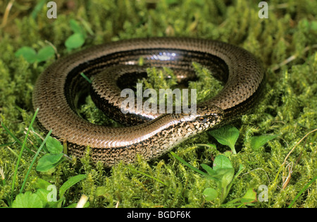 Lento o worm blindworm (Anguis fragilis) bagni di sole Foto Stock