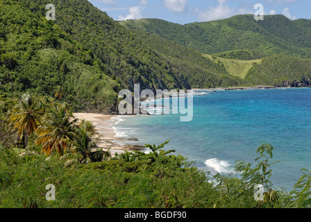 Carambole Beach sulle pendici della foresta pluviale tropicale, a nord-ovest della costa, St. Croix island, U.S. Isole Vergini, Regno Stat Foto Stock