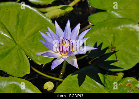Blu acqua egiziana lily o sacro giglio azzurro (Nymphaea caerulea), St. Croix island, U.S. Isole Vergini degli Stati Uniti Foto Stock