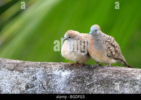 Seychelles Piccione blu o Seychelles blu colomba di frutta (Pigeon hollandais), Isola di Mahe, Seychelles, Africa, Oceano Indiano Foto Stock