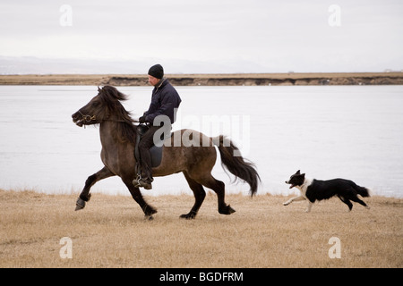 Cavallo islandese. A sud dell'Islanda. Foto Stock