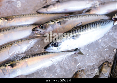 Appena pescato il pesce di mare presso il mercato del pesce di Bergen, Norvegia, Scandinavia, Europa settentrionale Foto Stock