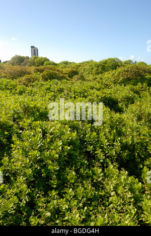 La tettoia dei mondi più grande Cajueiro (Anacardi tree, Excelsum occidentale) Foto Stock