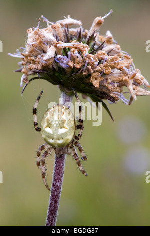 Quattro punti di Orb Weaver (Araneus quadratus), femmina, Riedener Lago, Valle del Lech, Ausserfern, Tirolo, Austria, Europa Foto Stock